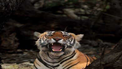 International Tiger Day 2023: हाड़ौती में बाघों का बढ़ रहा अस्तित्व, वर्ल्ड वाइल्डलाइफ फंड की रिपोर्ट में दर्ज की गई गिरावट