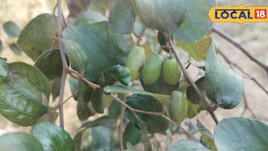 Plum fruit and leaves are helpful in curing various diseases. – News18 हिंदी