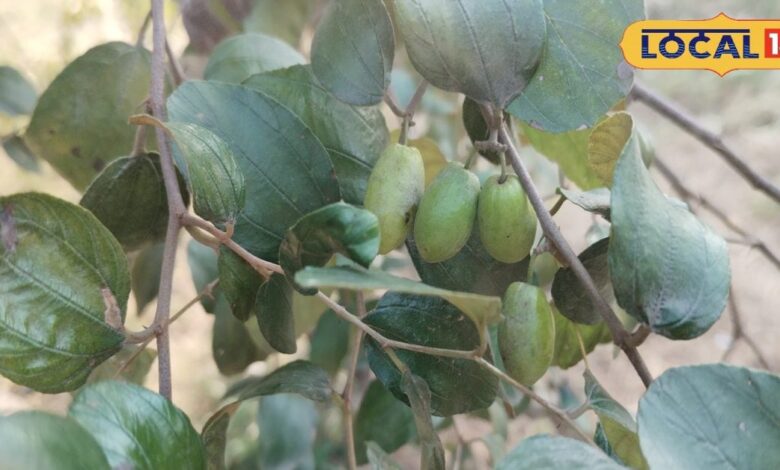 Plum fruit and leaves are helpful in curing various diseases. – News18 हिंदी