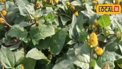 This plant is nectar, has medicinal properties right from the flowers to the roots – News18 हिंदी