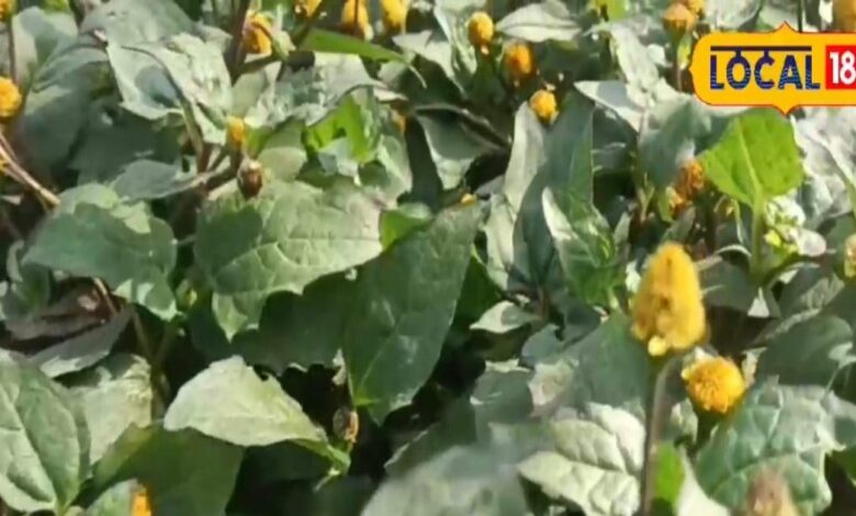 This plant is nectar, has medicinal properties right from the flowers to the roots – News18 हिंदी