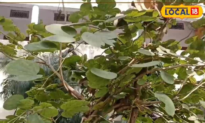 This song started from this raw bud Kachnar tree, this tree also has a storehouse of medicine. – News18 हिंदी