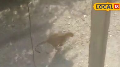 panther seen running on the road, villagers got scared, watch video – News18 हिंदी