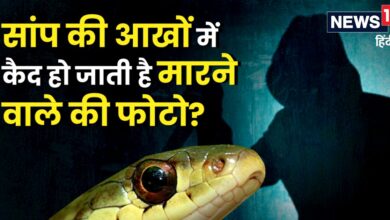 Snake Facts: सांप की आखों में क्या सच में छप जाती है फोटो, हमलावर से लेता है इंतकाम? क्या कहता है विज्ञान