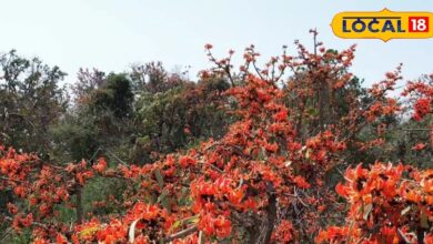 दवाई का बाप है यह फूल...डायबिटीज करे कंट्रोल; खुजली और रूखेपन की समस्या से दिलाए छुटकारा