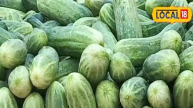 Consuming cucumber in summer is beneficial, it is helpful in fighting many diseases, know its benefits from experts. – News18 हिंदी