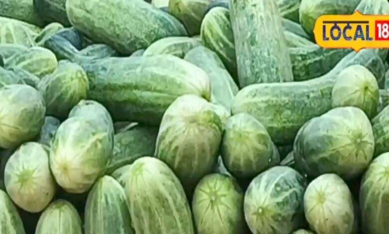 Consuming cucumber in summer is beneficial, it is helpful in fighting many diseases, know its benefits from experts. – News18 हिंदी