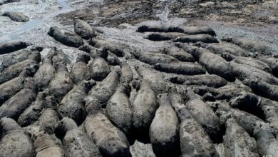 Endangered Hippos Stuck In Dried Ponds In Drought-Hit African Country