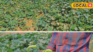 Farmers of Uttar Pradesh are earning profits from cucumber cultivation – News18 हिंदी