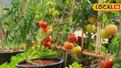 Make your kitchen or roof top garden green with these easy tips, you will get abundant production – News18 हिंदी