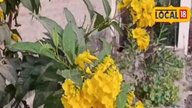 Ticoma tree promotes biodiversity, there are many benefits of planting it at home, it is a panacea for snake bite. – News18 हिंदी