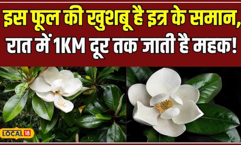 रात की रानी से ज्यादा खुशबू देता है ये American Flower, जानें क्या है खासियत! #local18