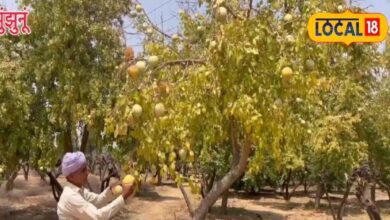 शिवजी को चढ़ाया जाने वाला ये फल गर्मी में करेगा आपकी रक्षा, कब्ज-एसिडिटी-लू भगाएगा दूर