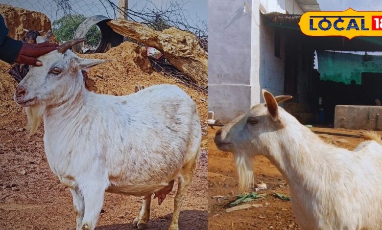 A eunuch from Karauli has kept this special breed of goat, it is very beautiful with small height. – News18 हिंदी