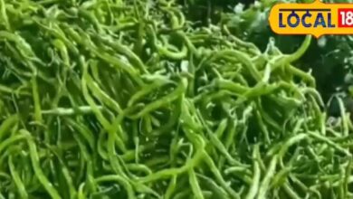 Alwar green chillies are special, but this time farmers are getting less than the price of samosas. – News18 हिंदी