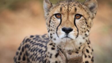 Cheetah Strays Out Of Kuno National Park, Rescued