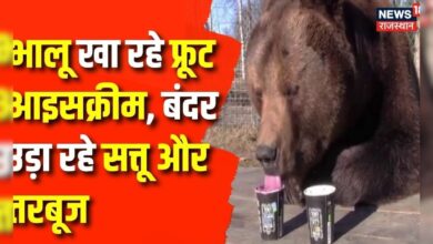 Jaipur News : वाह... क्या बात है, जानवरों को मिल रही आइसक्रीम | Bear | Tiger | Monkey