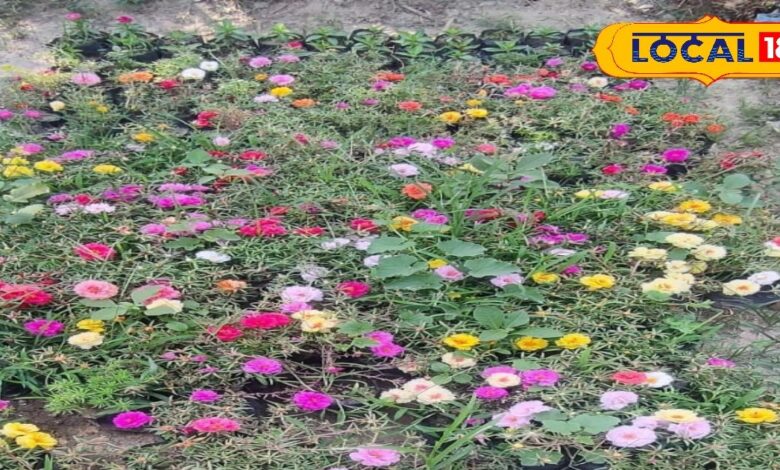 Know the specialty of this flower, it starts blooming at 10 o'clock and hides at dusk, this flower has 52 colors. – News18 हिंदी
