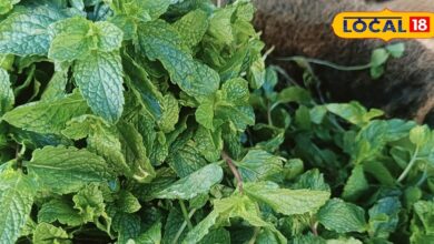 Mint leaves have numerous hidden qualities, include them in your diet plan in summer – News18 हिंदी