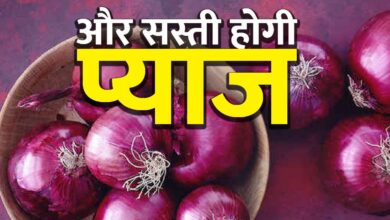 Onion will be cheaper after holi as new crop arrival will down onion prices consumers happy but farmers sad azadpur mandi delhi