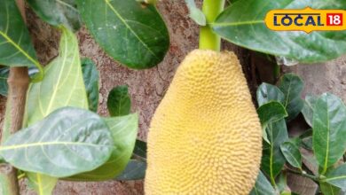 Regular consumption of jackfruit has considered beneficial medicine in many diseases related to headache loss of appetite itching epilepsy. Barabanki jackfruit ayurvedic medicine