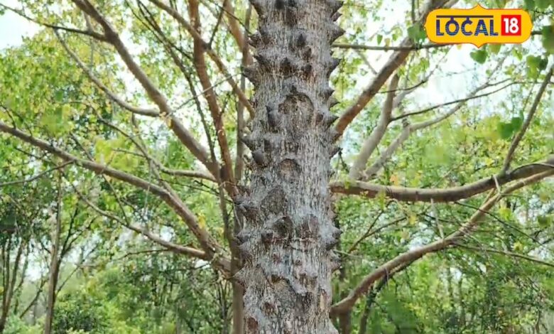 This tree is full of medicinal properties, every part has different uses, know the details – News18 हिंदी