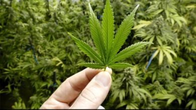 US Proposes Historic Law To Reclassify Marijuana As