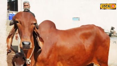 गिर गाय बदल सकती है किसानों की किस्मत, 70 से 150 रुपए लीटर तक बिकता है दूध...दो से तीन हजार रुपए है घी का रेट