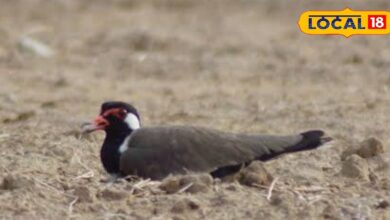 In a way, this bird does the work of the weather department and gives signals from its eggs before the arrival of monsoon – News18 हिंदी