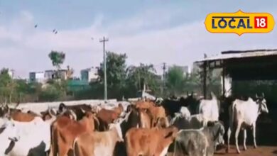 How to do milk production along with animal husbandry to earn Money – News18 हिंदी