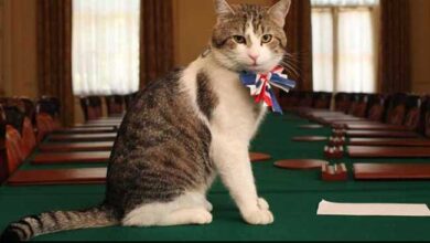 Larry The Cat Awaits Sixth Prime Minister As UK Election Nears