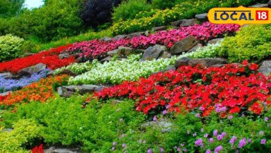 Plant these special flower plants in your garden during monsoon the garden will bloom with fragrance and beauty – News18 हिंदी