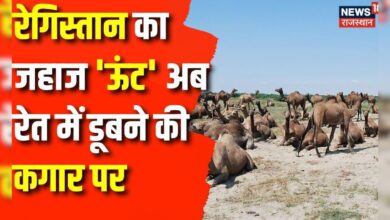 Ship Of Desert : राजस्थान में ऊंट के अस्तित्व का मंडरा रहा खतरा | Rajasthan News