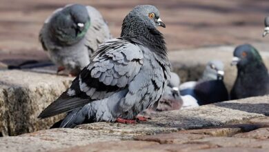 Uproar After German Town Votes To Wipe Out Its Pigeon Population