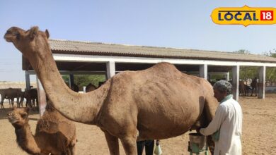 World Camel Day Special: Major and serious diseases are cured by the milk of camel, it is the cure for these diseases.