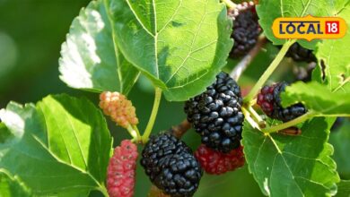 benefits of mulberry fruit for health effective in heart and liver – News18 हिंदी