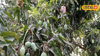 benefits of seeds mango for health gives relief in which disease – News18 हिंदी