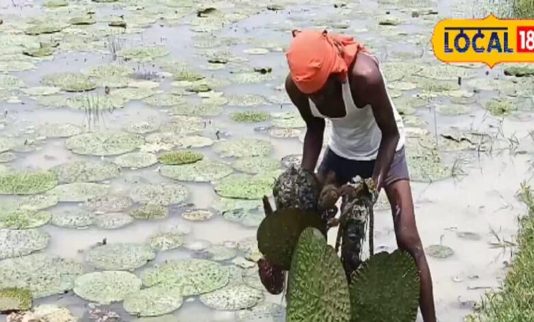 अब खेत में उग रहा है मखाना, जीआई टैग मिलने के बाद बढ़ी विदेश में डिमांड, किसान हुए मालामाल