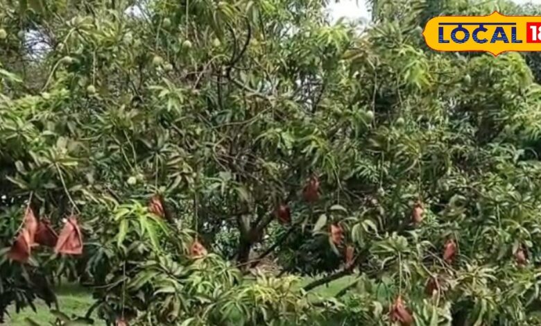 इस आम का डायबिटीज के मरीज भी कर सकते हैं सेवन, सुपाच्य के साथ-साथ होता है रसदार-Sugar patients will also be able to enjoy mango, know which mango it is