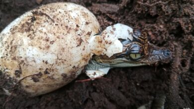 60 Rare Siamese Crocodiles Hatch In Cambodia In A Conservation Win