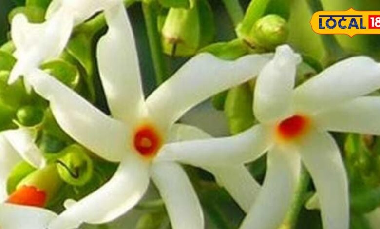 Benefits Of Harsingar Night Jasmine vastu Tips For Parijat Plant