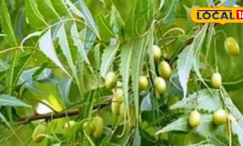 Health Tips: Bitter to eat but the benefits of this tree are sweet, no less than a boon for teeth and stomach problems