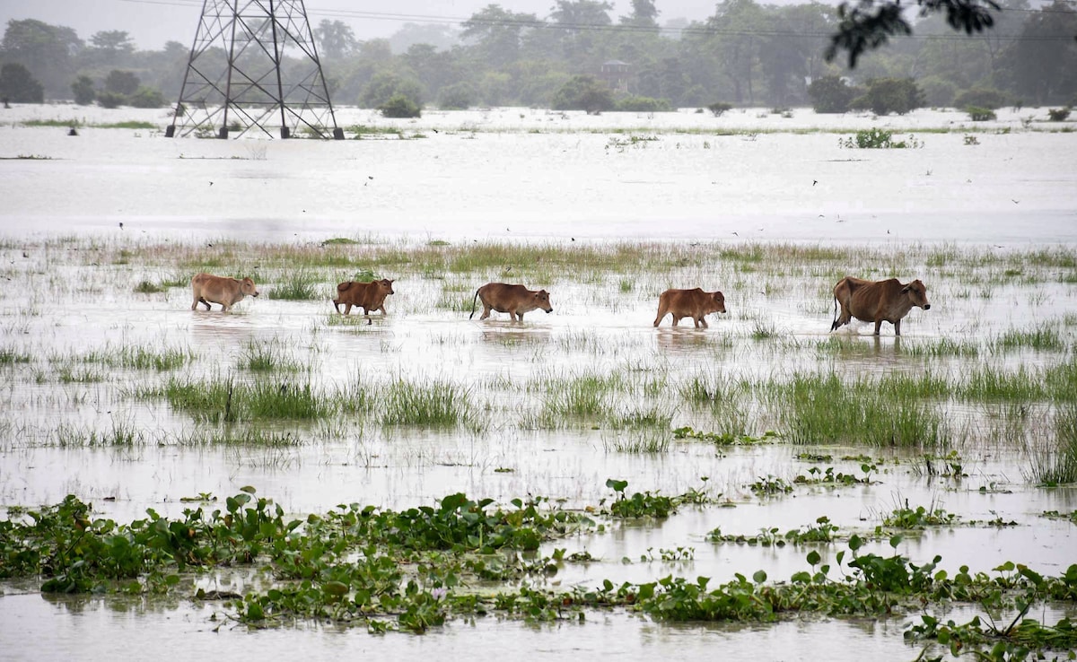 A herd of cattle wade through a flooded area following heavy rainfall in Assams Morigaon