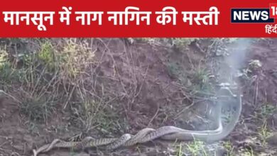 Video : क्या आपने देखी है कभी नाग नागिन की प्रणय लीला? 2 जोड़ों की इन अठखेलियों को देखकर हैरान रह जाएंगे आप