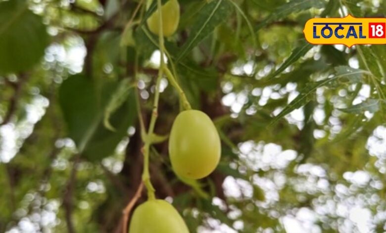 benefits of neem nimboli for health phal medicine tube for eyes uses What happens if you take neem everyday – News18 हिंदी