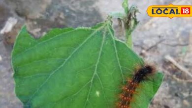 फसलों को नुकसान पहुंचा रही हैं कातरा कीट की लटें, मिल गया बचाने का सॉलिड तरीका