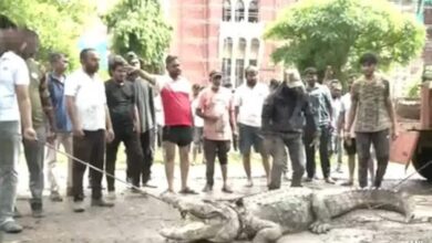 11-Foot Crocodile Enters Vadodra College Amid Gujarat Rain, Caught