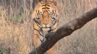 Big Change In Madhya Pradesh Wildlife Department Amid Tiger Deaths Row