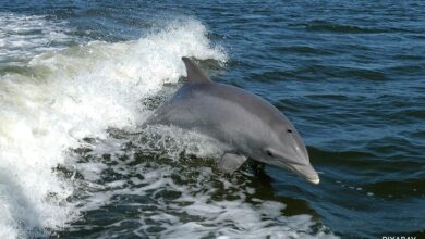 Dolphin Bites Surge At Japanese Beaches, Authorities Warn Beachgoers