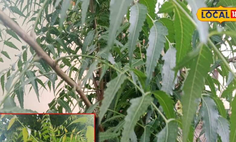 Neam Benefits and disadvantage Treatment of boils and skin diseases How much Neem leaves should be eaten – News18 हिंदी